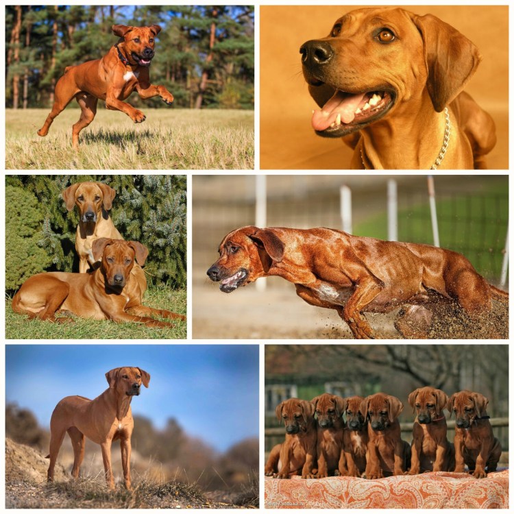 Родезийский риджбек