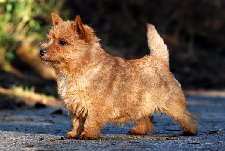 Норвич терьер