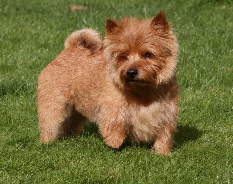 Норвич терьер