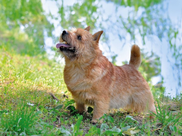 Норвич терьер флаффи