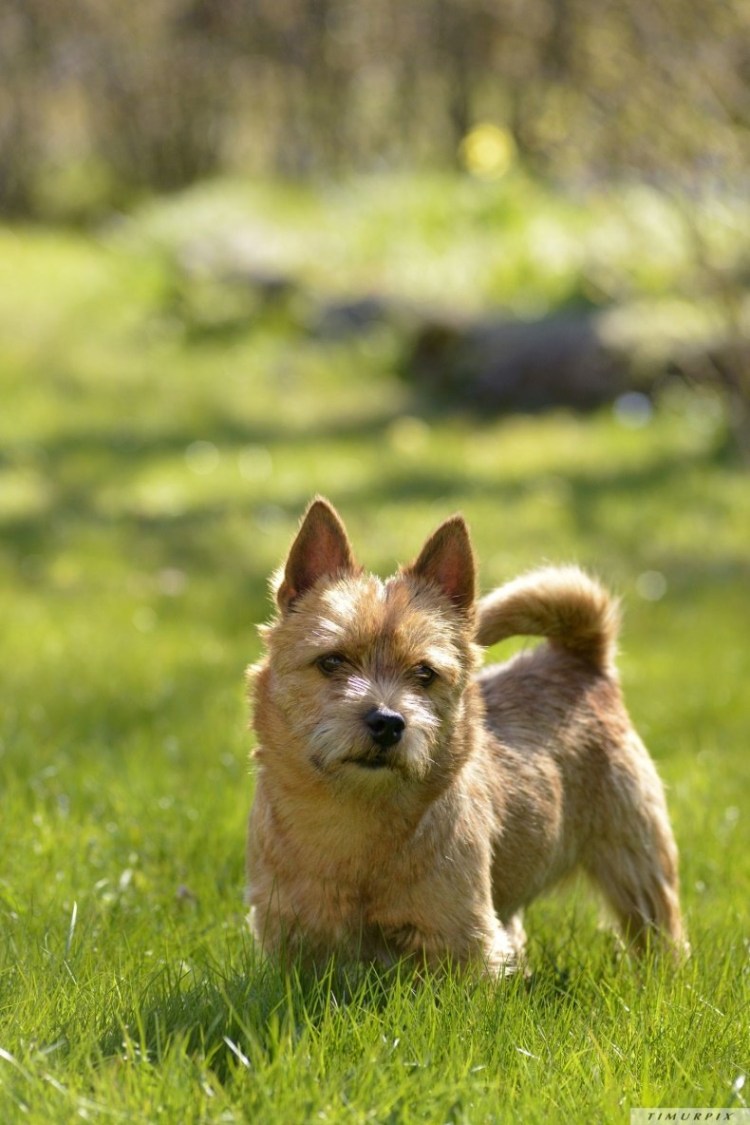 Норвич терьер