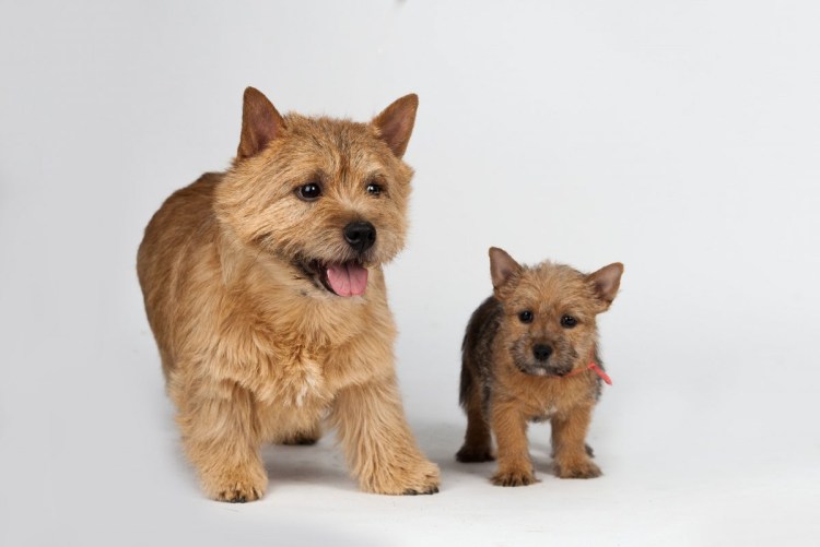 Норвич терьер черный