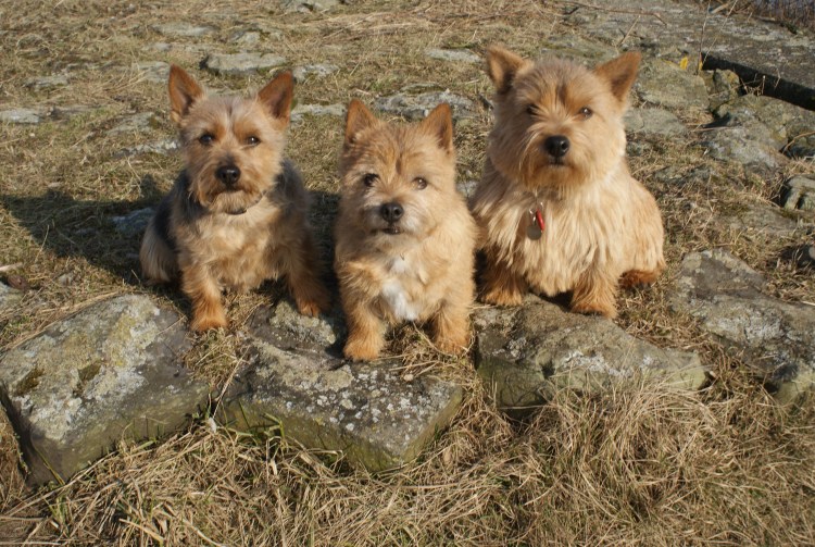 Порода собак Норвич терьер