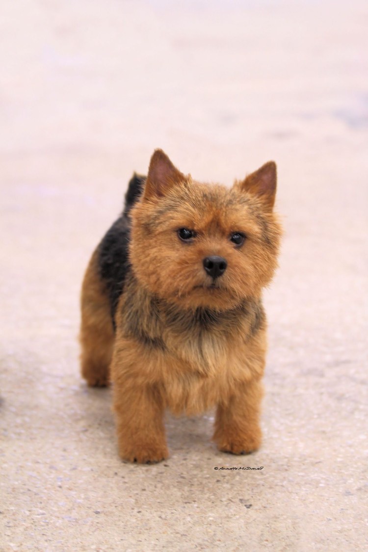 Норвич терьер черно подпалый