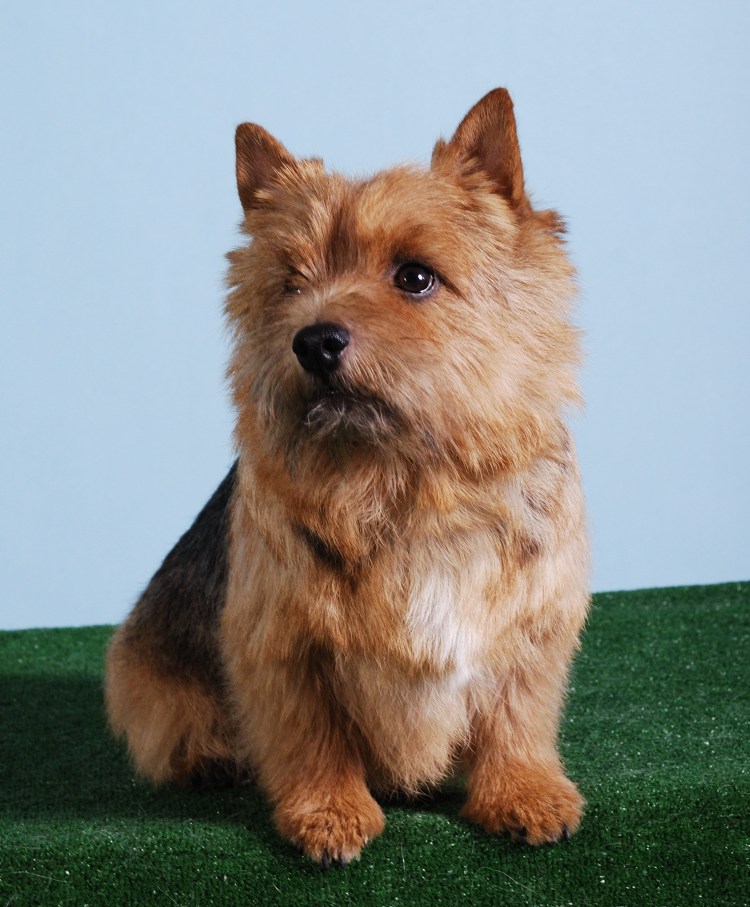 Кембридж терьер