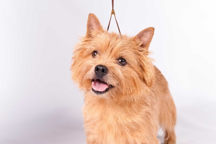 Норвич терьер нестриженный