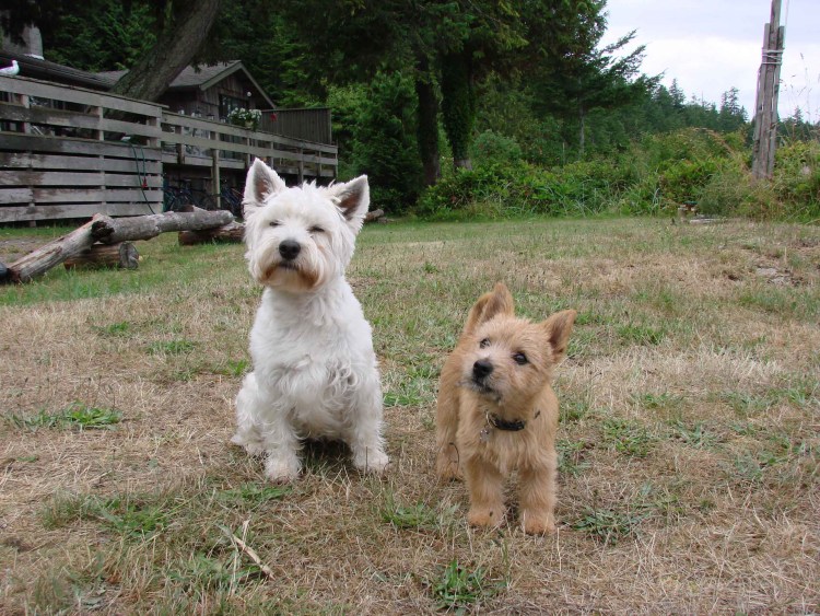 Норфолк терьер