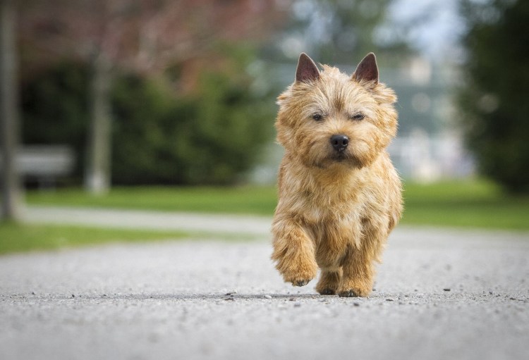 Норвич терьер рыжий