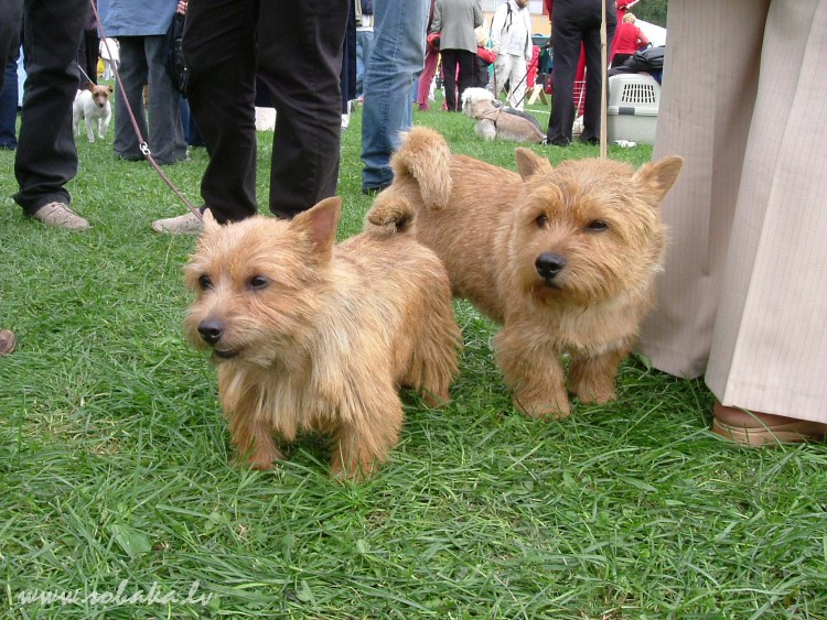 Норвич терьер черный