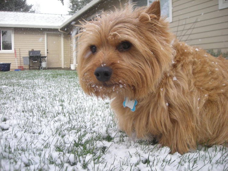 Норвич терьер Пинк