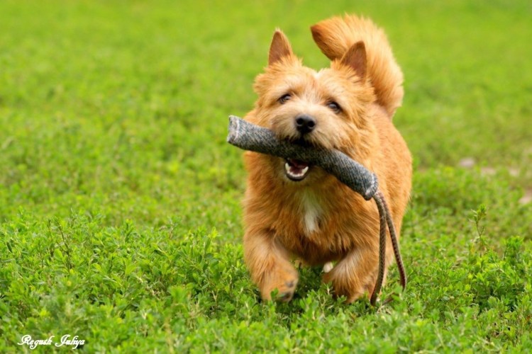 Норвич терьер нестриженный