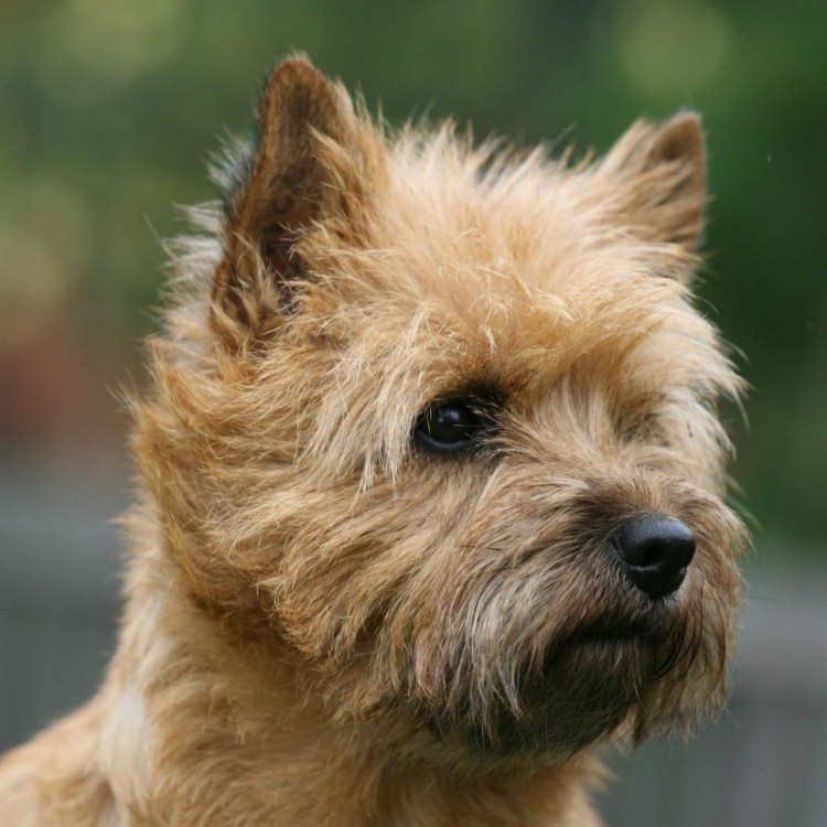 Терьер Крысолов Норвич