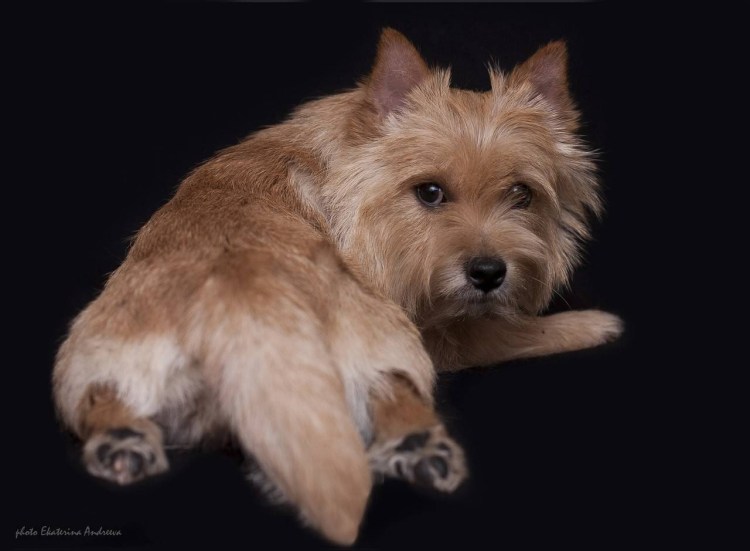 Норвик терьер