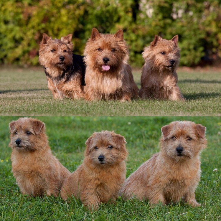 Порода собак Норвич терьер