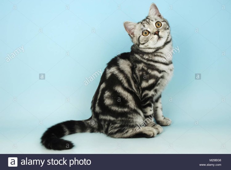 Американская короткошерстная кошка тэбби