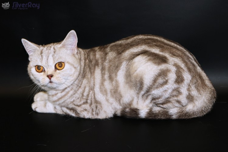Английская мраморная кошка