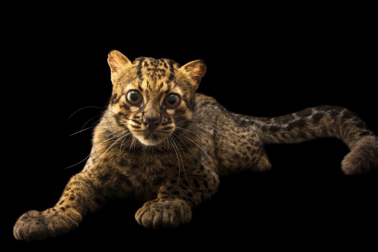 Pardofelis Marmorata