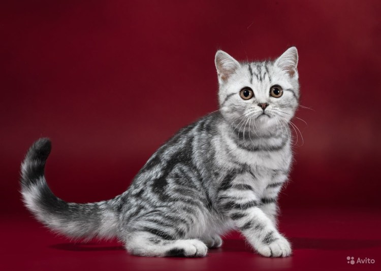 Британская мраморная кошка