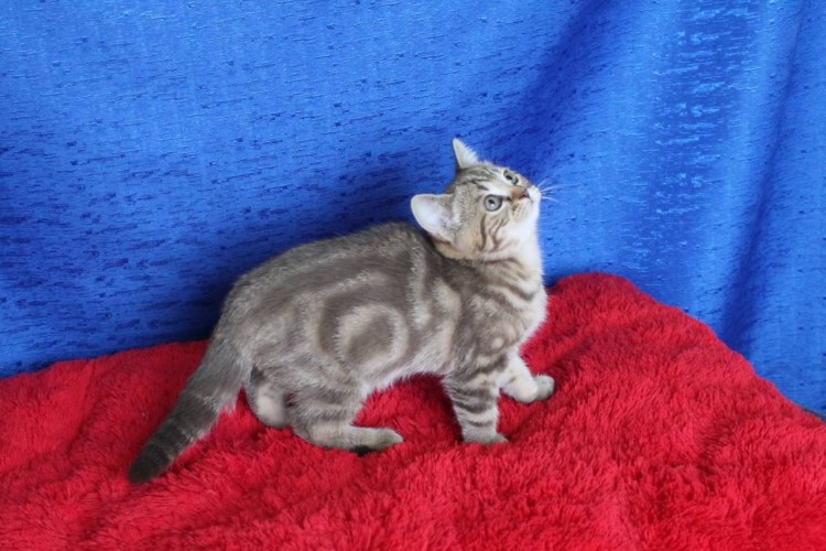 Голубой мраморный британский котенок