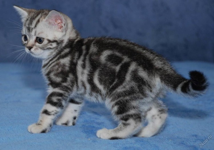 Мраморный табби шотландцы