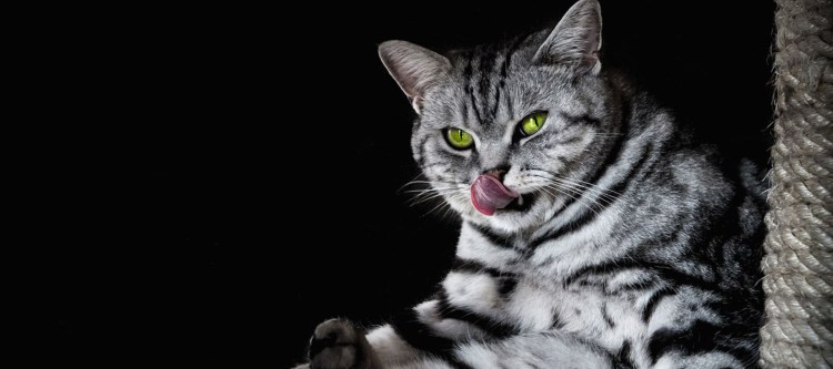 Британский кот мраморный