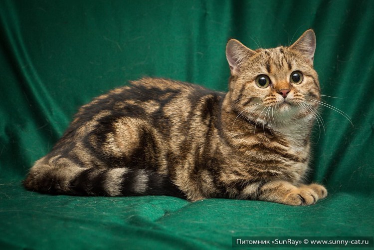 Сибирский табби короткошерстный