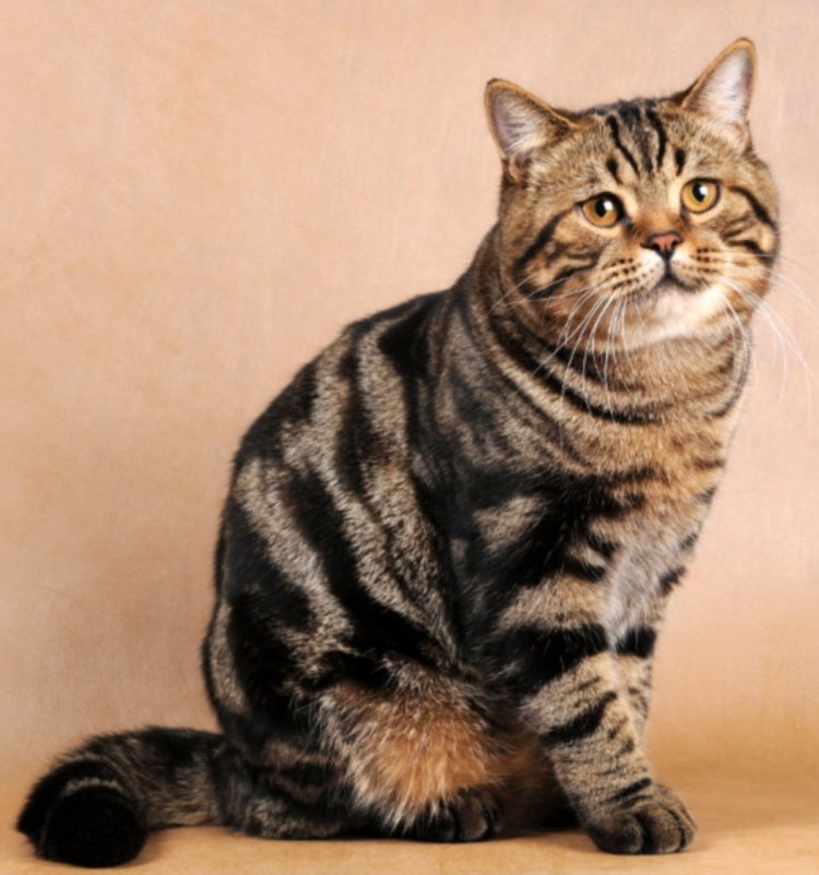 Боитанец мраморное табби