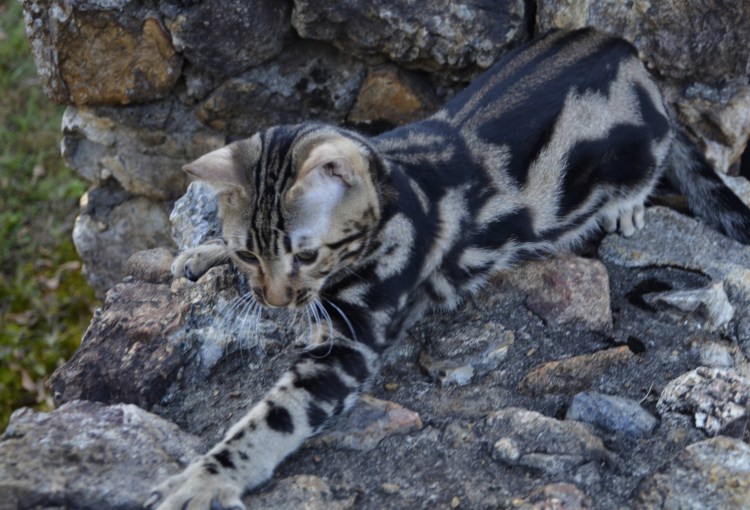 Бенгальская кошка мраморная