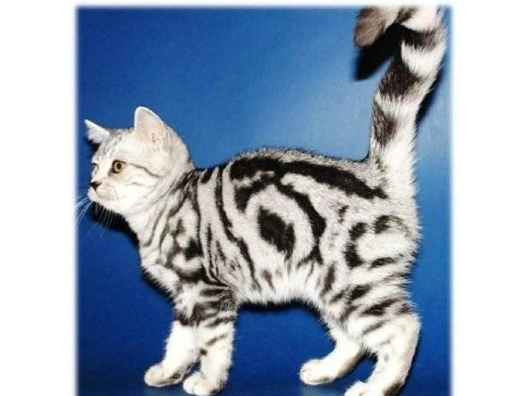 Кошки британцы мраморные