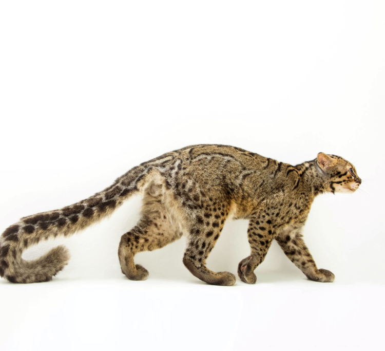 Pardofelis Marmorata