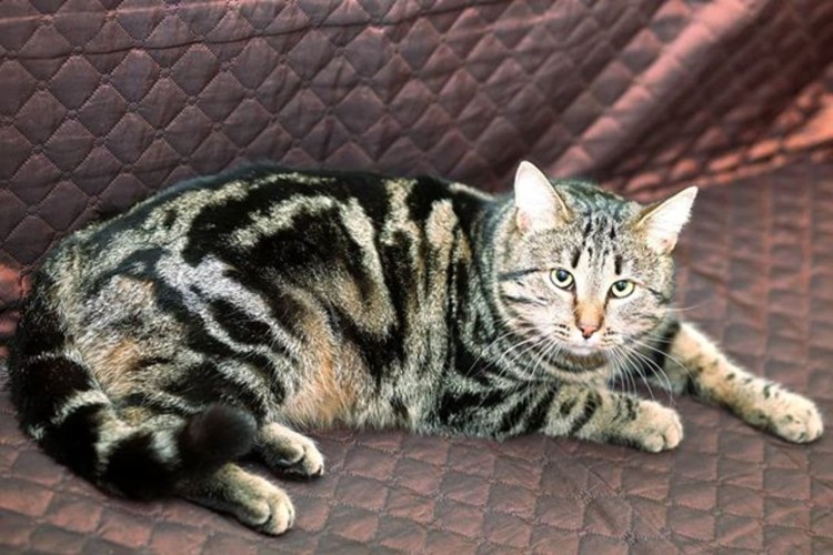 Породы кошек с мраморным окрасом