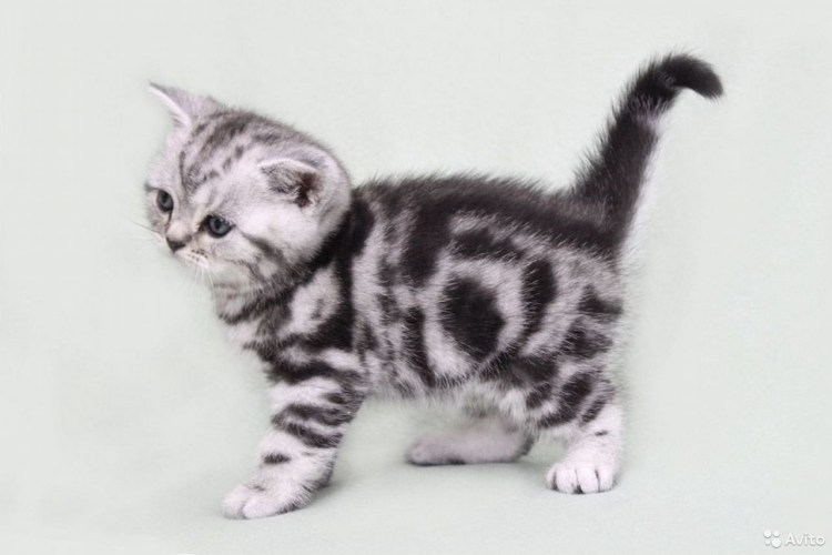 Мраморный британец