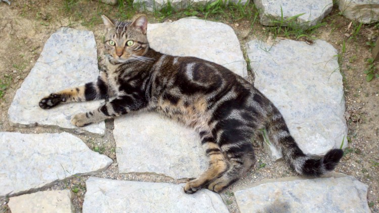 Бенгал плащевой мрамор