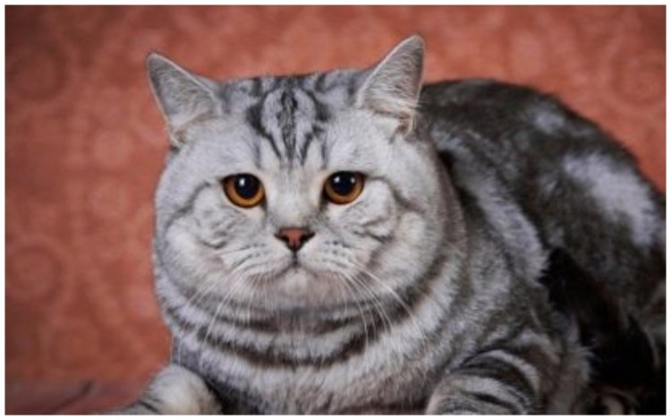 Кот британец мраморный