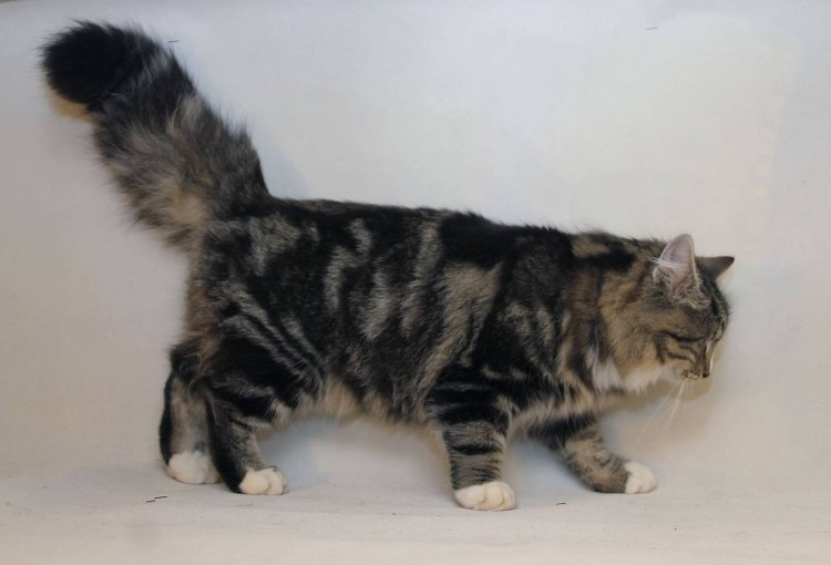 Сибирская кошка табби