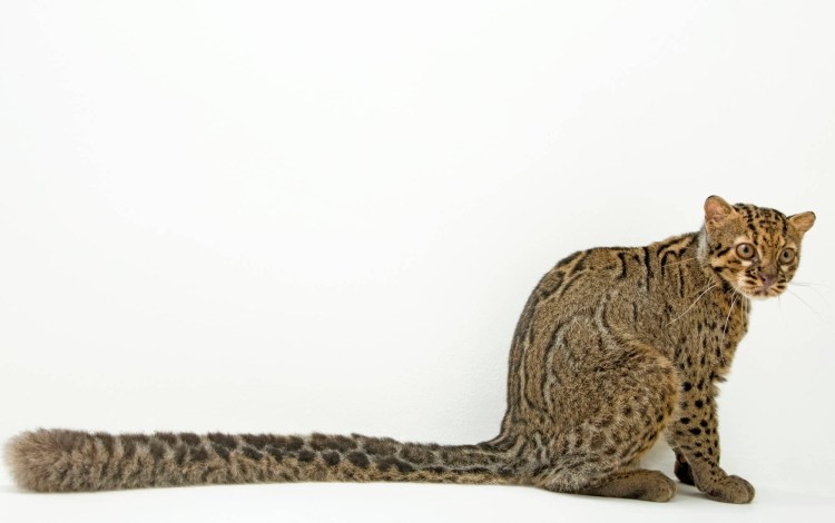 Pardofelis хрнкац