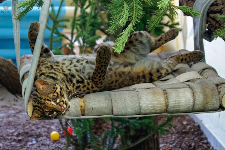 Бенгальская кошка в Новосибирском зоопарке