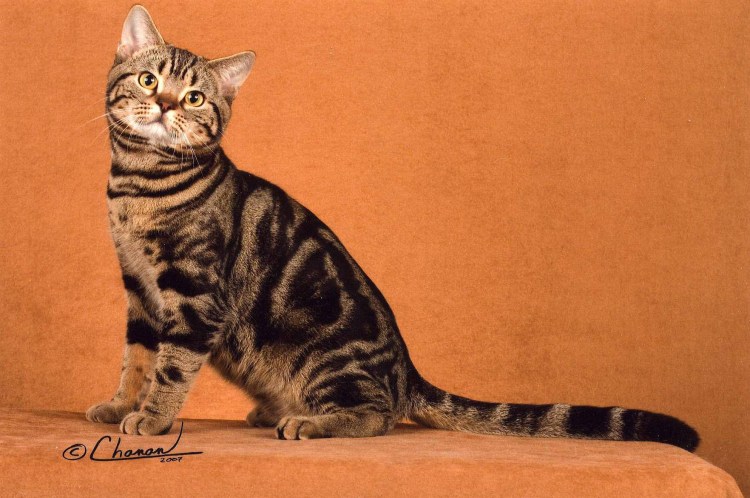 Мраморный Мэнкс табби