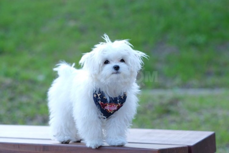 Мальтийская болонка мальтезе