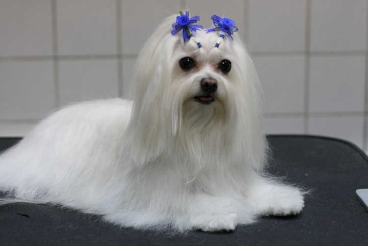 Собачка Мальтийская болонка