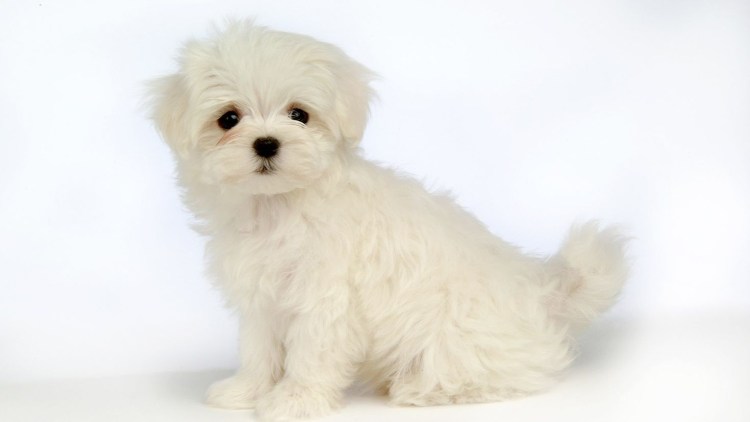 Мальтийская болонка Браун