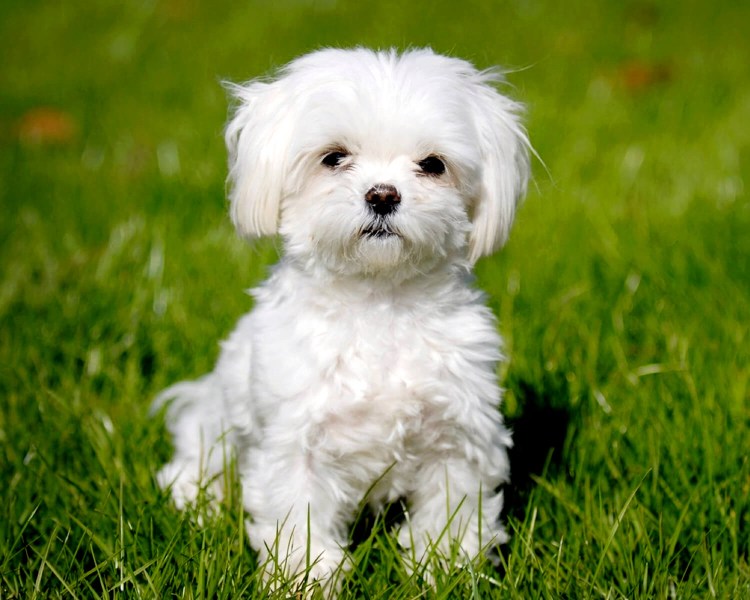 Мальтийская болонка терьер