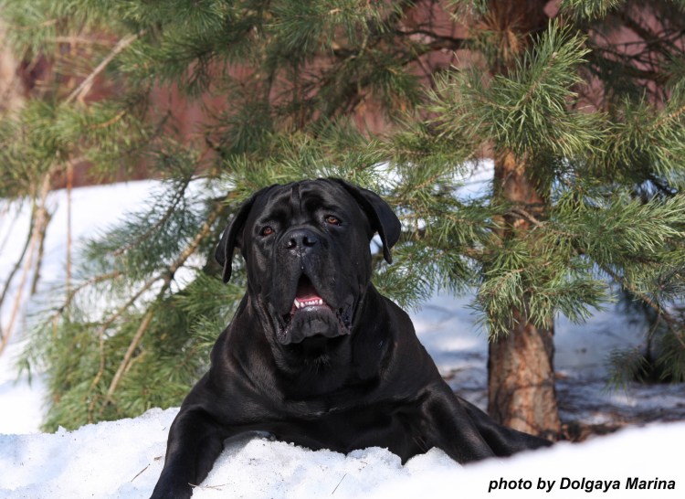 Кане Корсо hvost