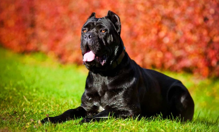 Кане Корсо некупированный кобель