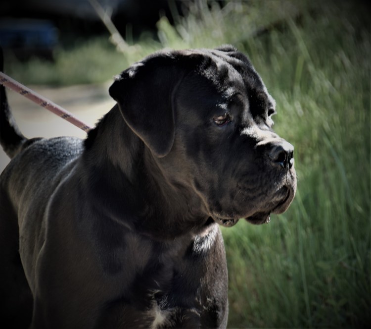 Щенки Кане Корсо с черной мордой