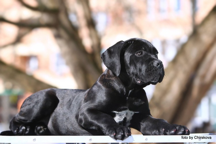 Кане Корсо некупированный