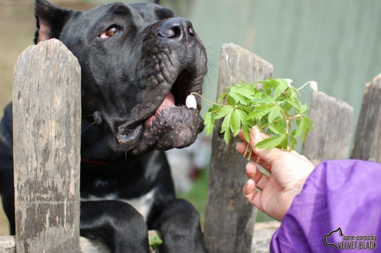 Кане Корсо черный с купированными ушами