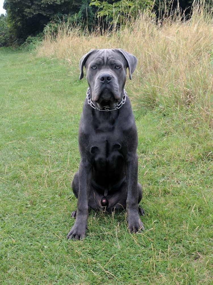 Купировка ушей Кане Корсо