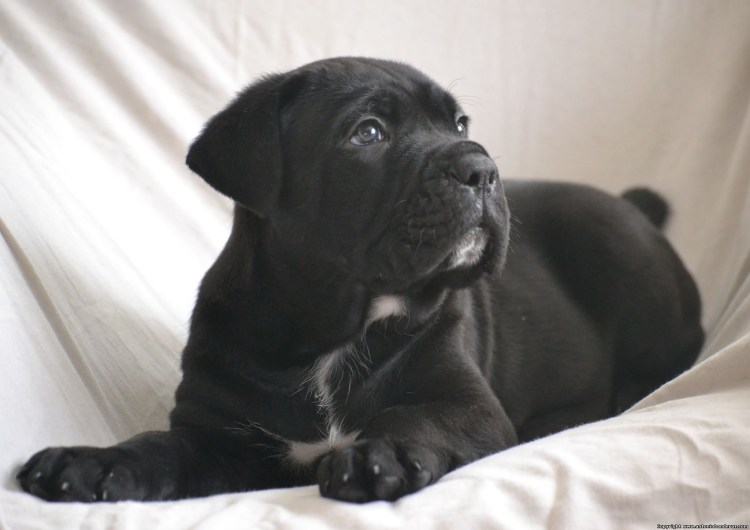 Красавец Кане Корсо