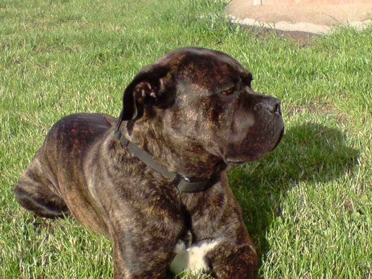 Кане Корсо самка